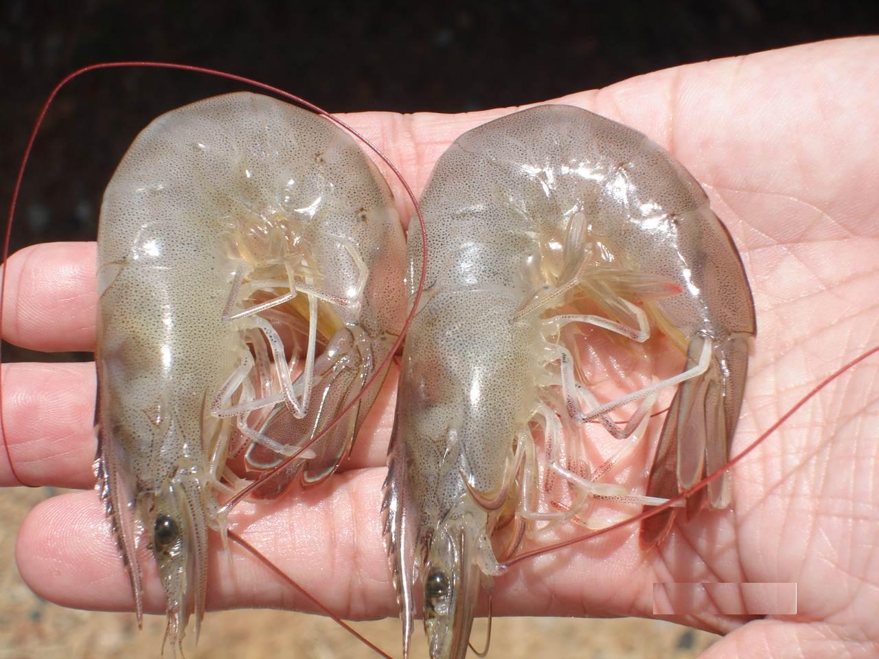 bệnh cong thân trên tôm